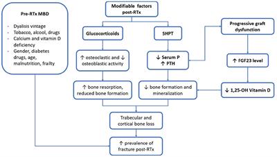 Frontiers | Bone And Mineral Disorder In Renal Transplant Patients ...